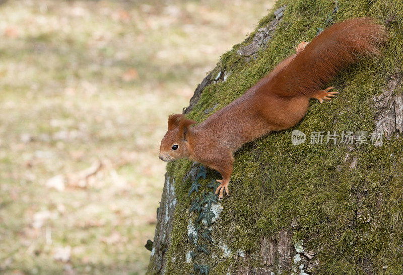 欧亚红松鼠(Sciurus vulgaris)